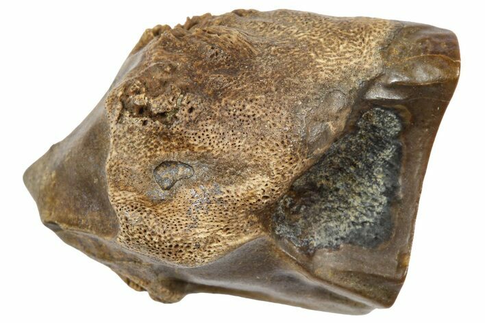 Fossil Triceratops Shed Tooth - Wyoming #364343